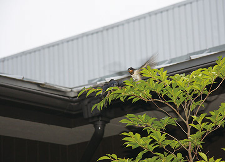 庭木にはツバメや野鳥が集まってきます