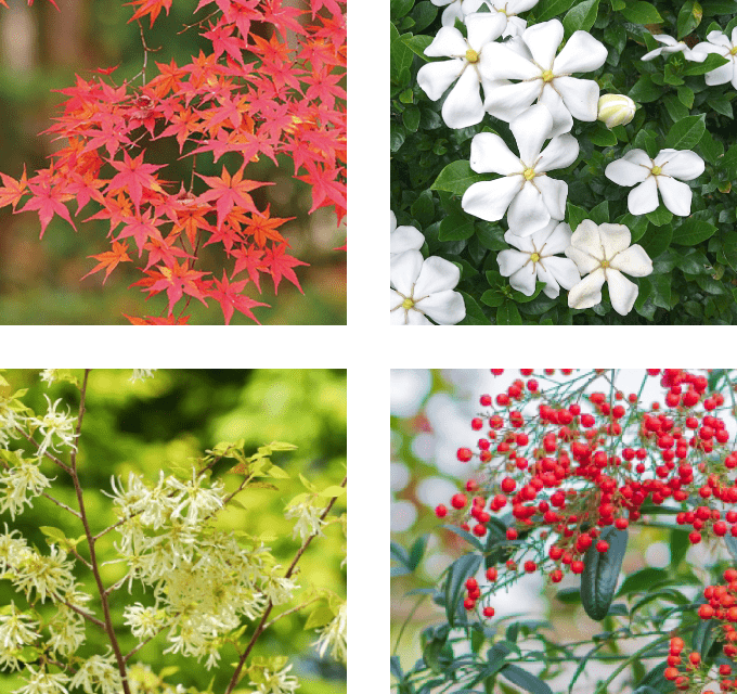 植栽計画