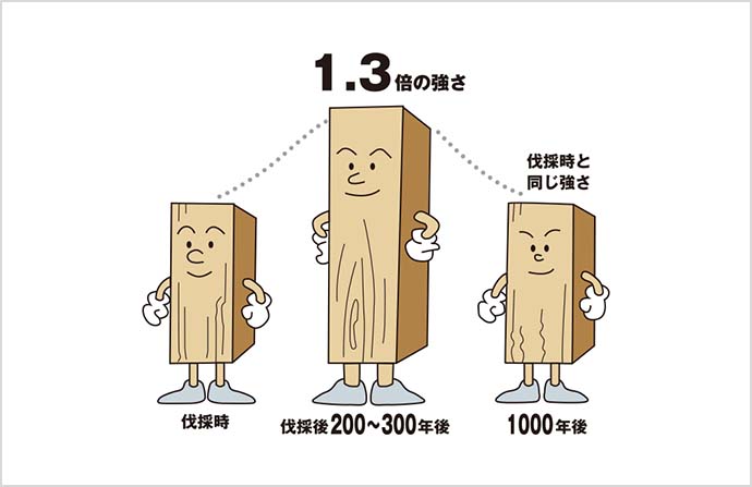 檜は伐採時の強度を1000年後も保つ