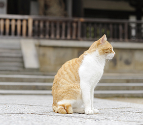法隆寺前の猫