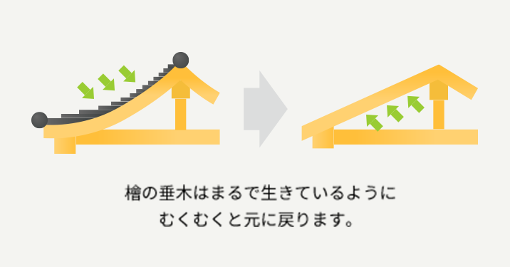 伐採してから1300年後も生きている檜