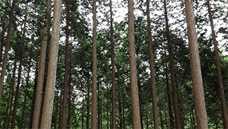 檜の森
