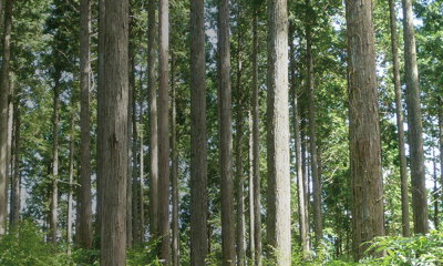 木材の耐久性の特長とおすすめの天然木7選｜耐久性を低下させる原因も解説